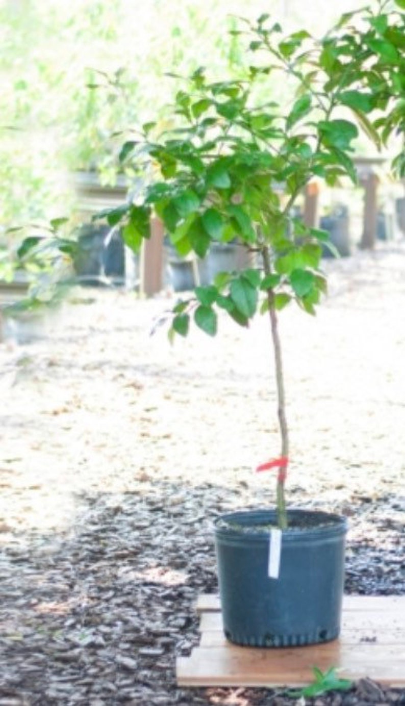 Chandler Red Pummelo 34 Ft Tall GRAFTED Live Tree in 3 Gallon Etsy