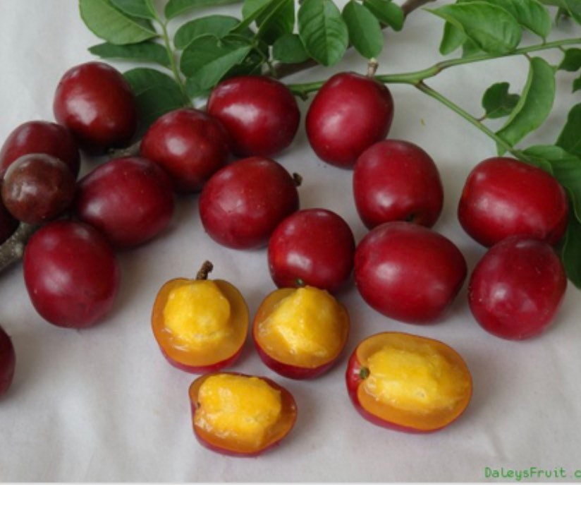 Red Hog Plum 4 Feet Tall Excotic Live Tree Etsy