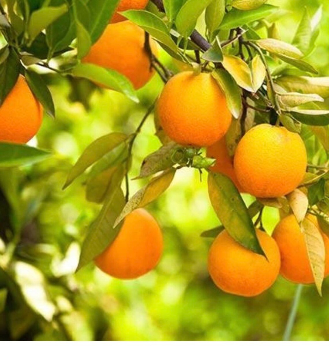 Red navel orange grafted 34 feet tall live tree Etsy