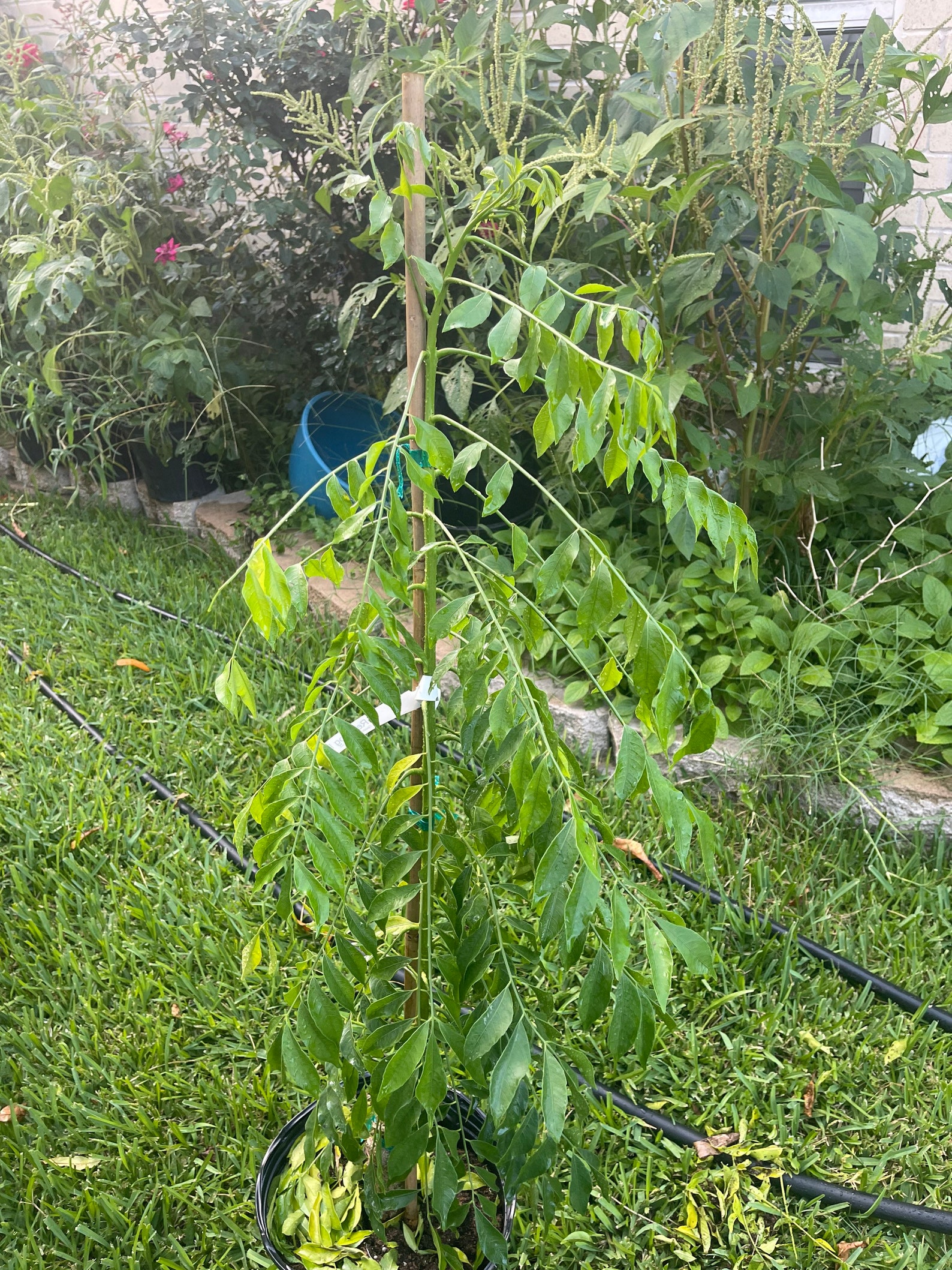 Red hog plum 34 feet tall excotic live tree Etsy