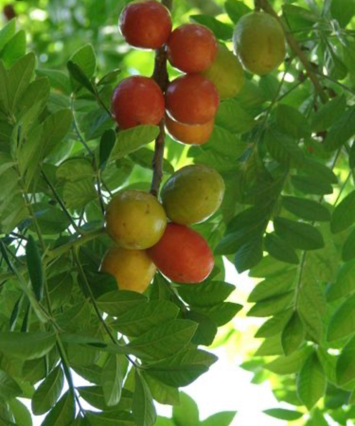 Red Hog Plum 4 Feet Tall Excotic Live Tree Etsy