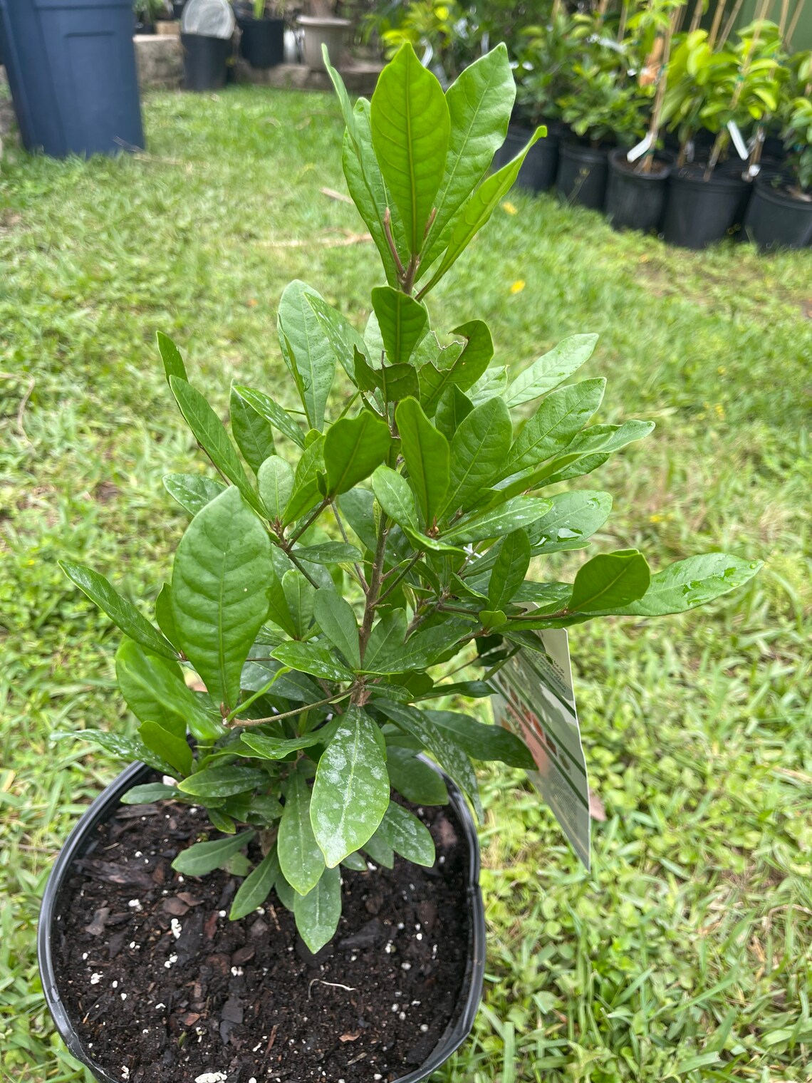 Miracle fruit/synsepalum dulcificum/miracle berry live tree 3 Etsy