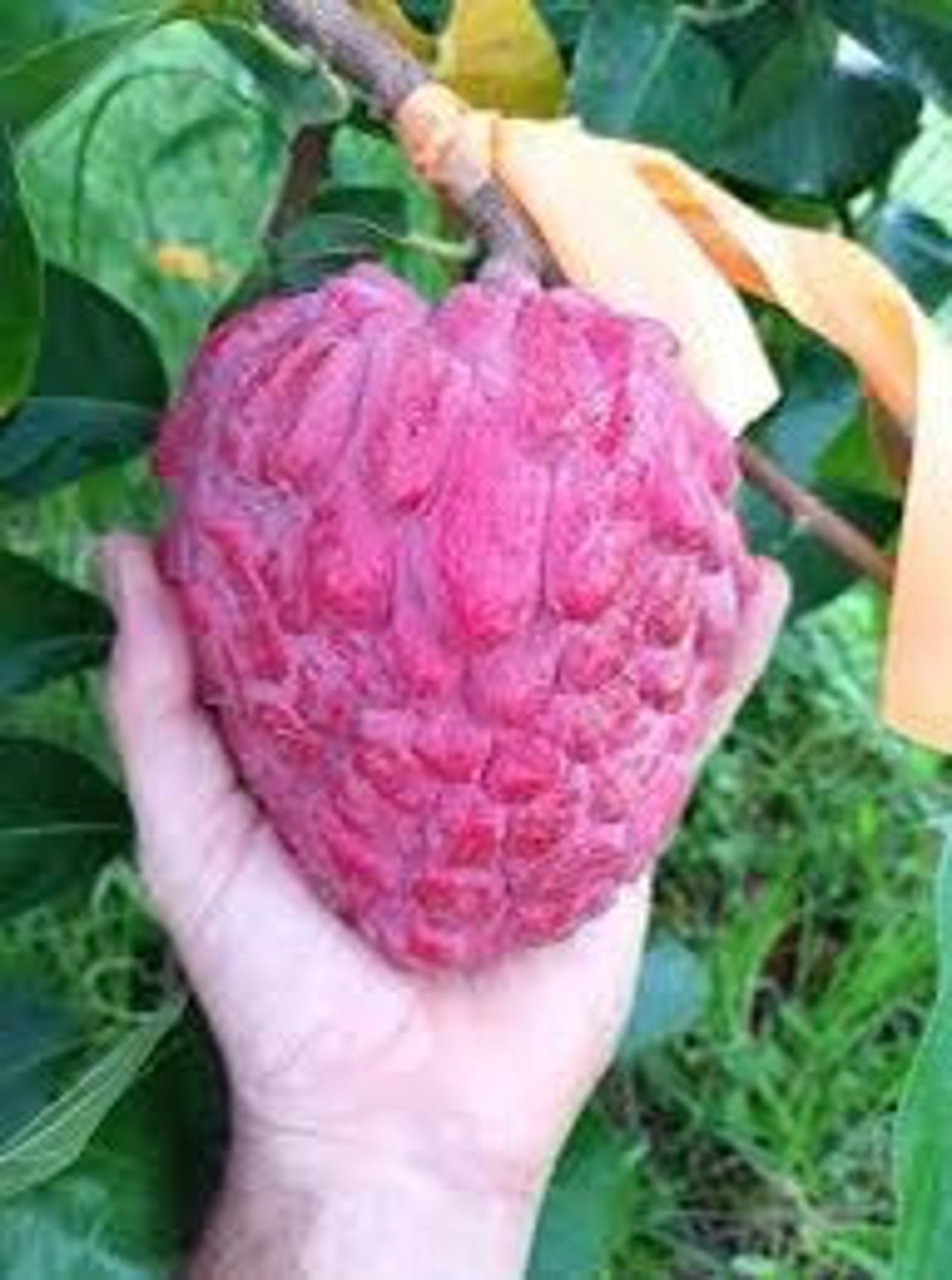 Red Custard Appleannona Reticulata SAN PABLO Variety 3 Ft Etsy