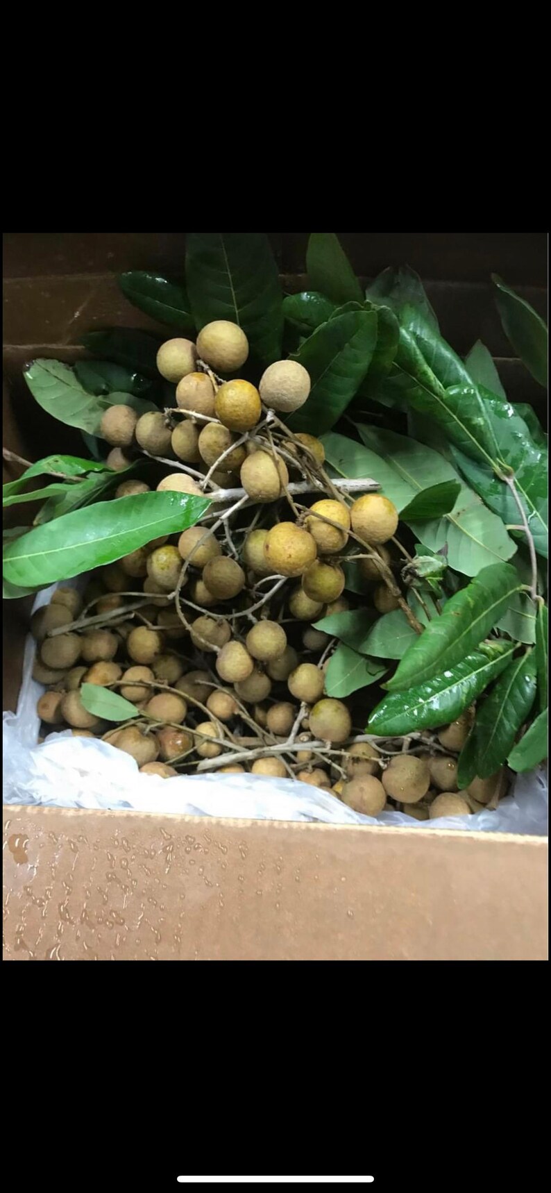 Longan/biew kiew/dimocarpus air layered live tree 3 ft tall | Etsy