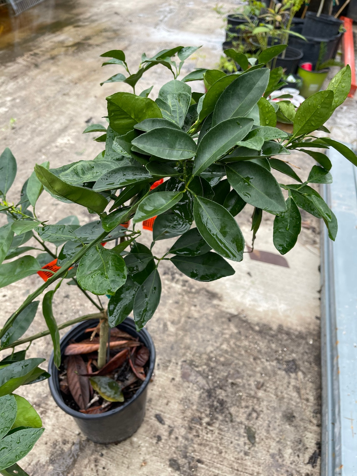 Red navel orange grafted 34 feet tall live tree Etsy