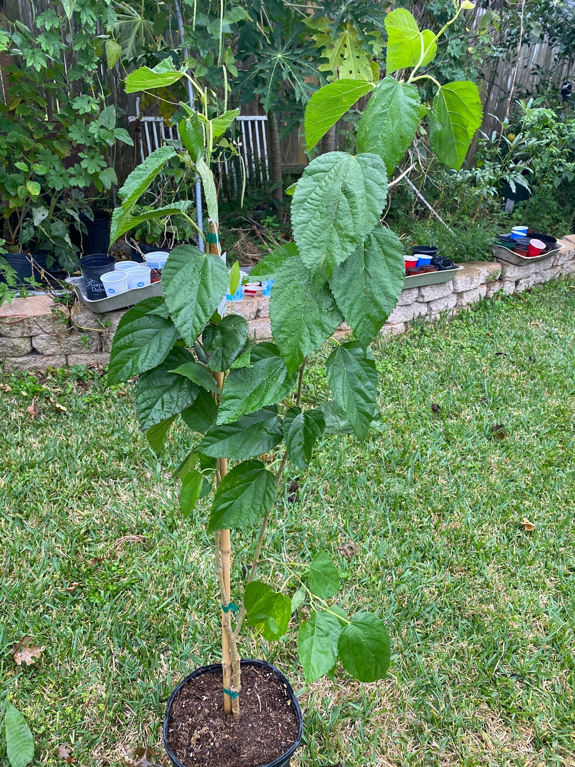 Everbearing mulberry tree 34 feet tall ships in 3 gallon pot Etsy