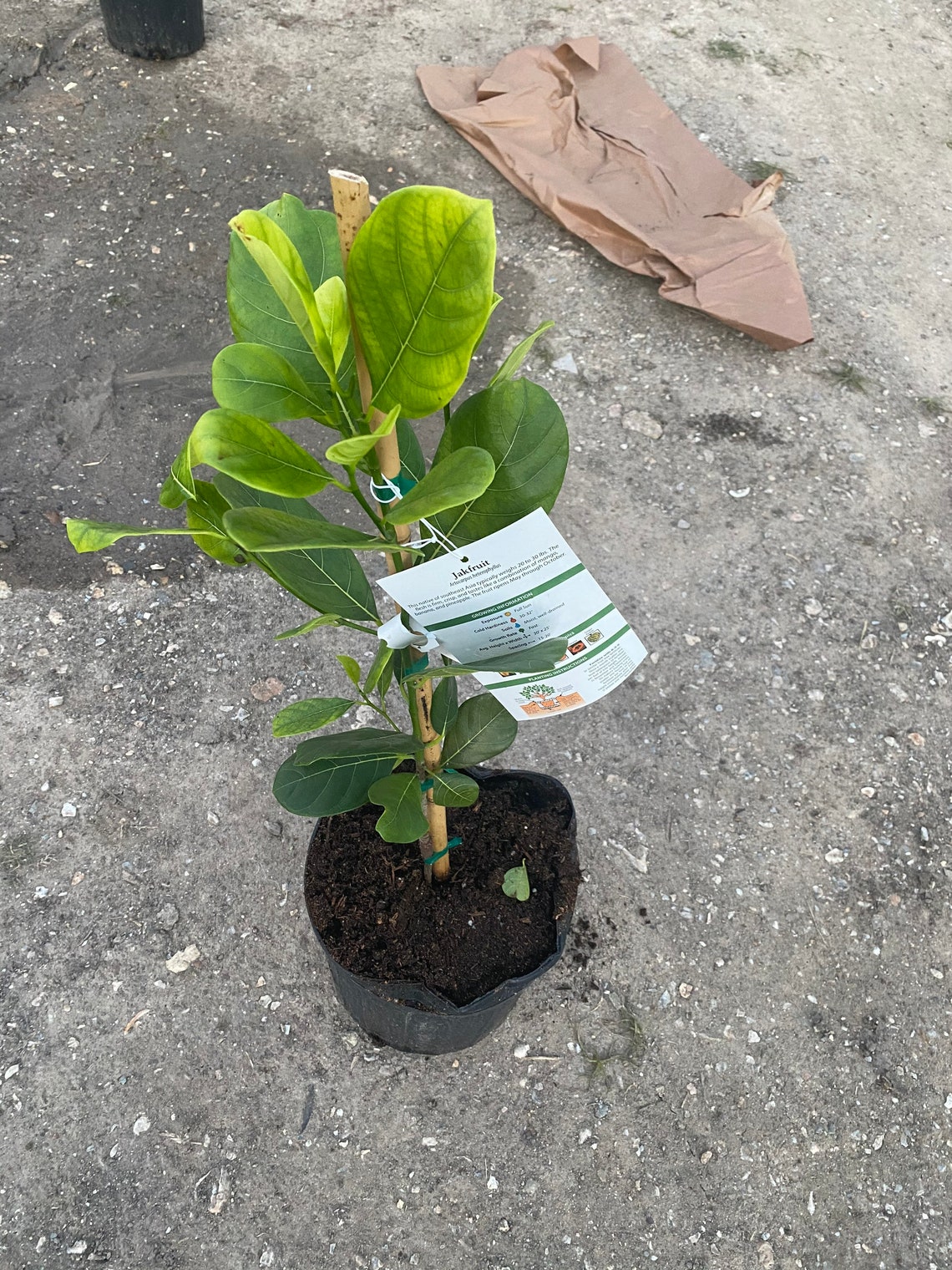 Jackfruit tree 23 ft tall ORANGE CRUSH variety grafted live Etsy