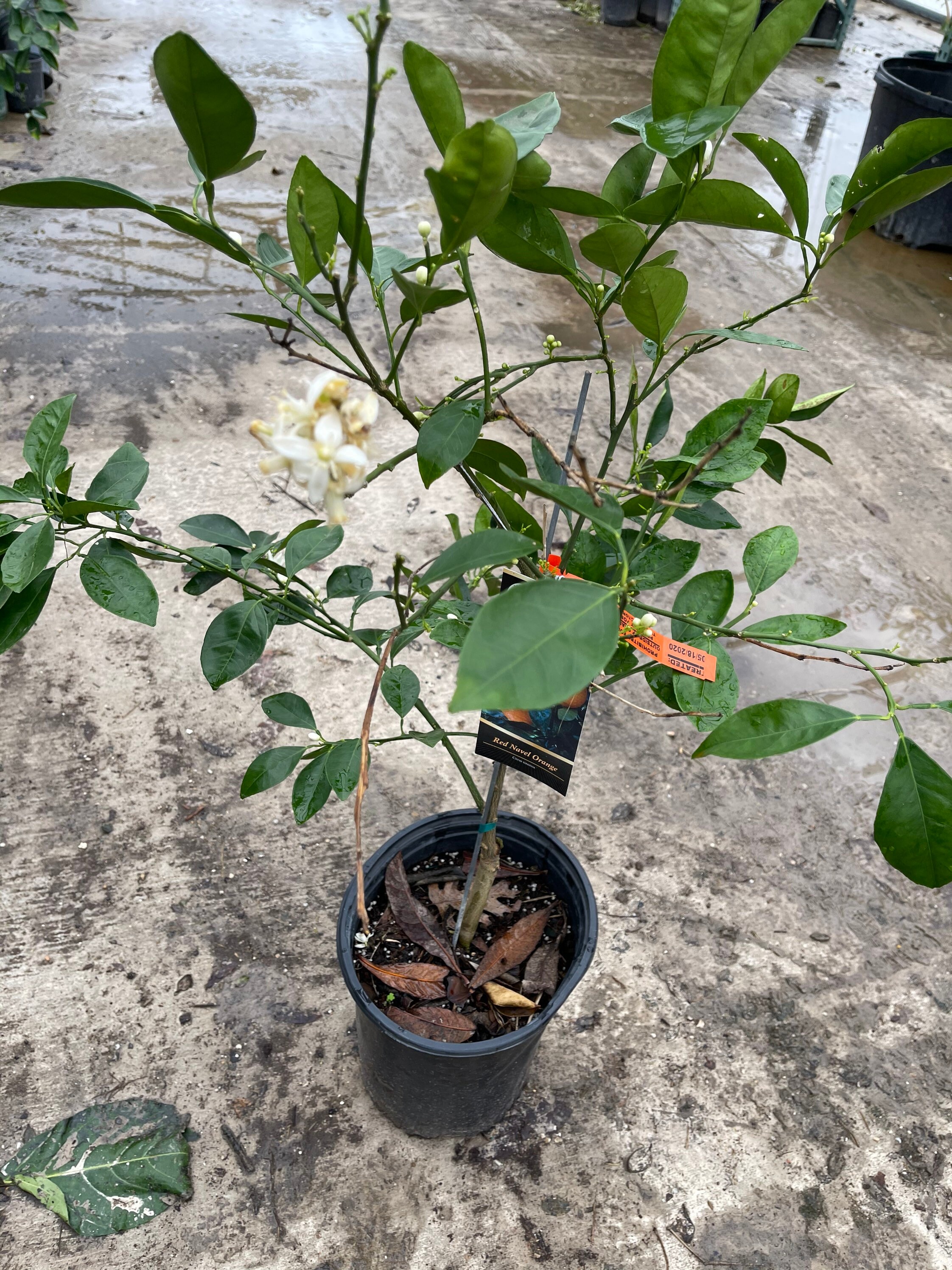 Red navel orange grafted 34 feet tall live tree Etsy