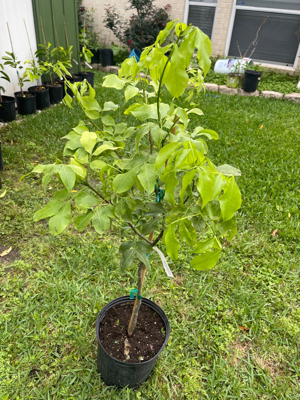 Spanish lime/mamoncillo/Guinep/quenepa/limoncillo/mamon