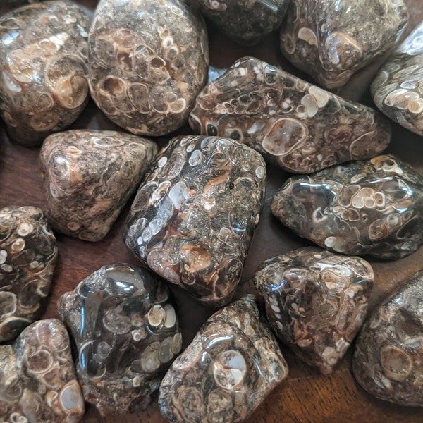 Tumbled Turritella Agate: Snail fossils from the Green River Formation in Wyoming