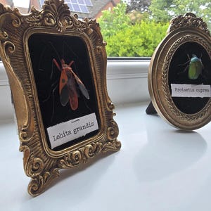 Handmade hand pinned insects in frames with scientific names. Personalised