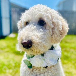 Wedding Flower Dog Collar: Elegant Pet Accessory