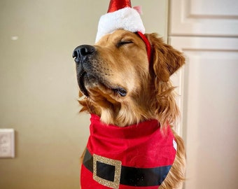 May include: A golden retriever wearing a red and white Santa hat with a white pom-pom and a red bandana featuring a black belt graphic with a gold glitter buckle. The dog has its eyes closed and is facing slightly upward in a calm posture.