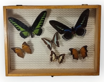 5 different butterflies in a case |