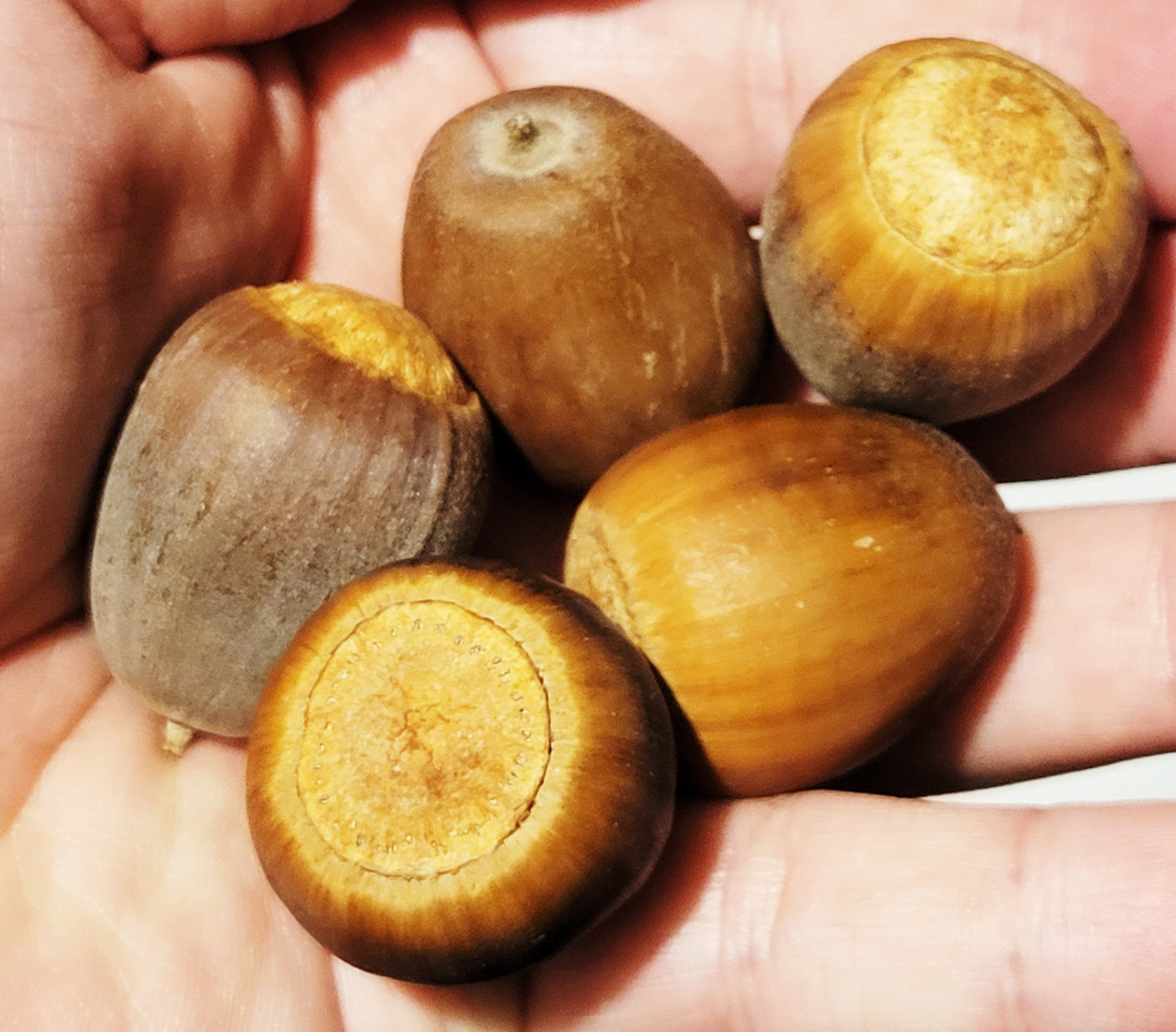 15 large acorn nuts natural oak acorns rustic craft supply Etsy