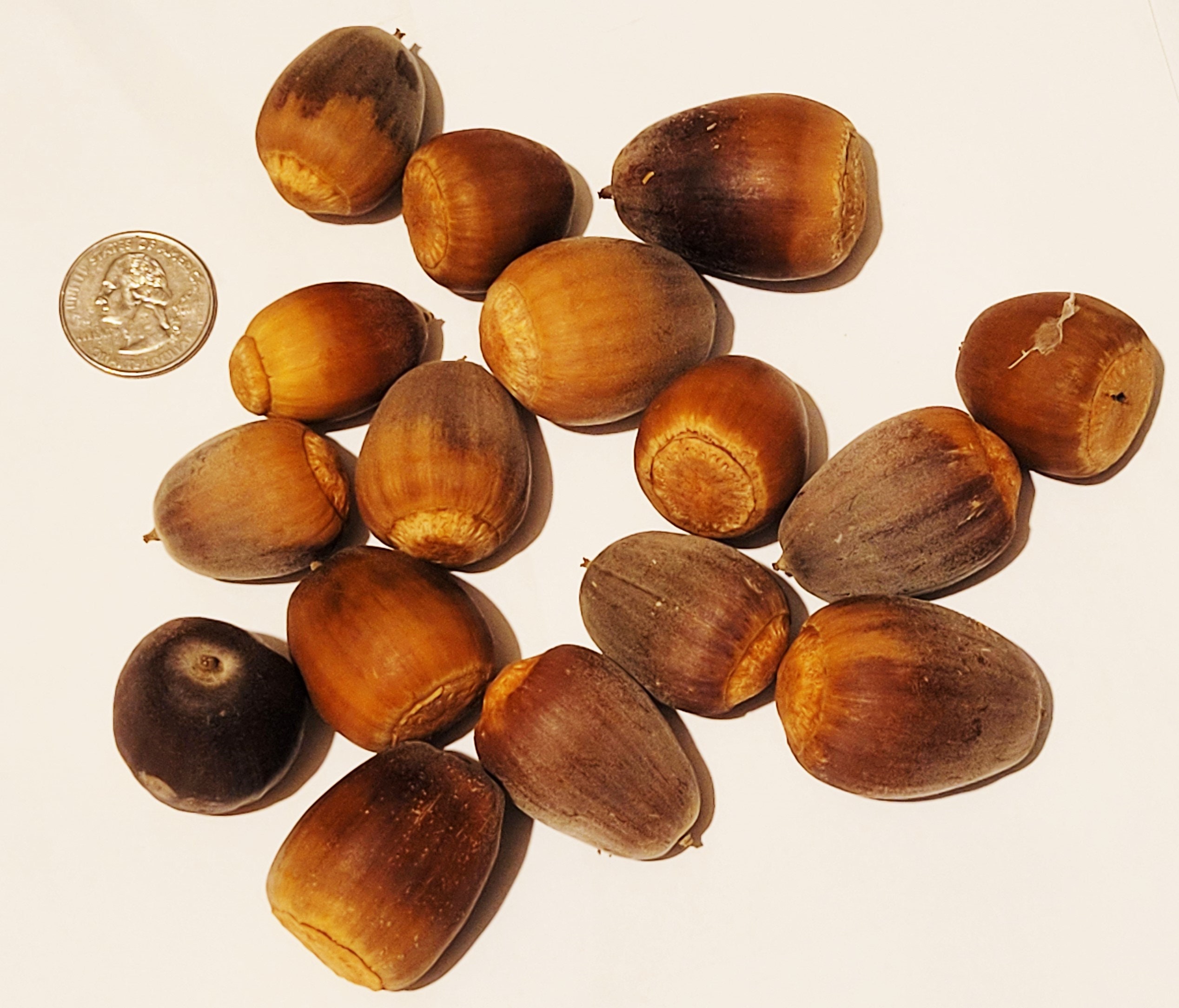 15 large acorn nuts natural oak acorns rustic craft supply Etsy