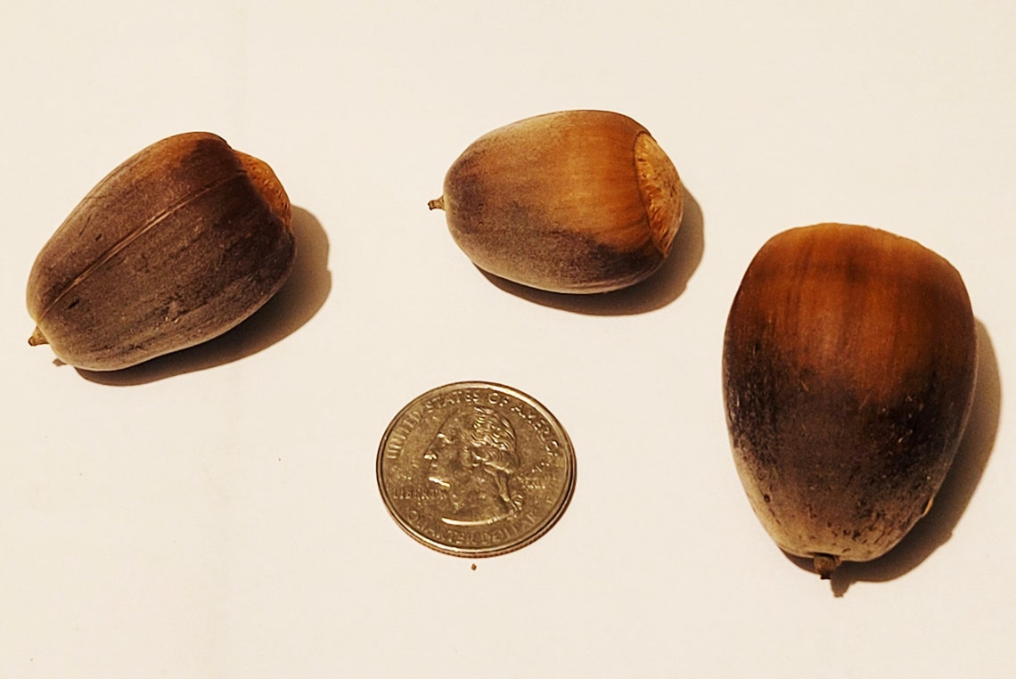 15 large acorn nuts natural oak acorns rustic craft supply Etsy