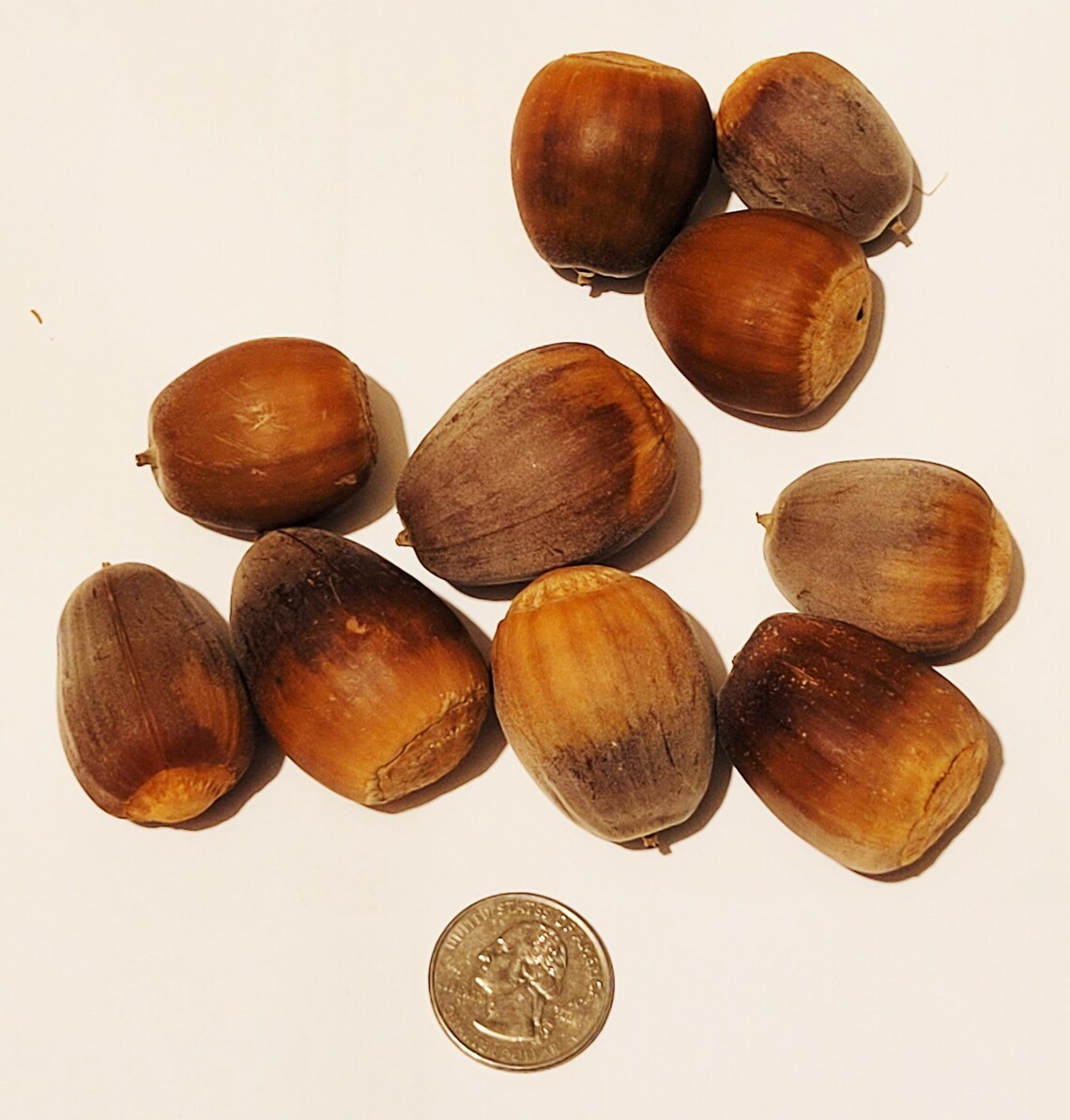 15 large acorn nuts natural oak acorns rustic craft supply Etsy