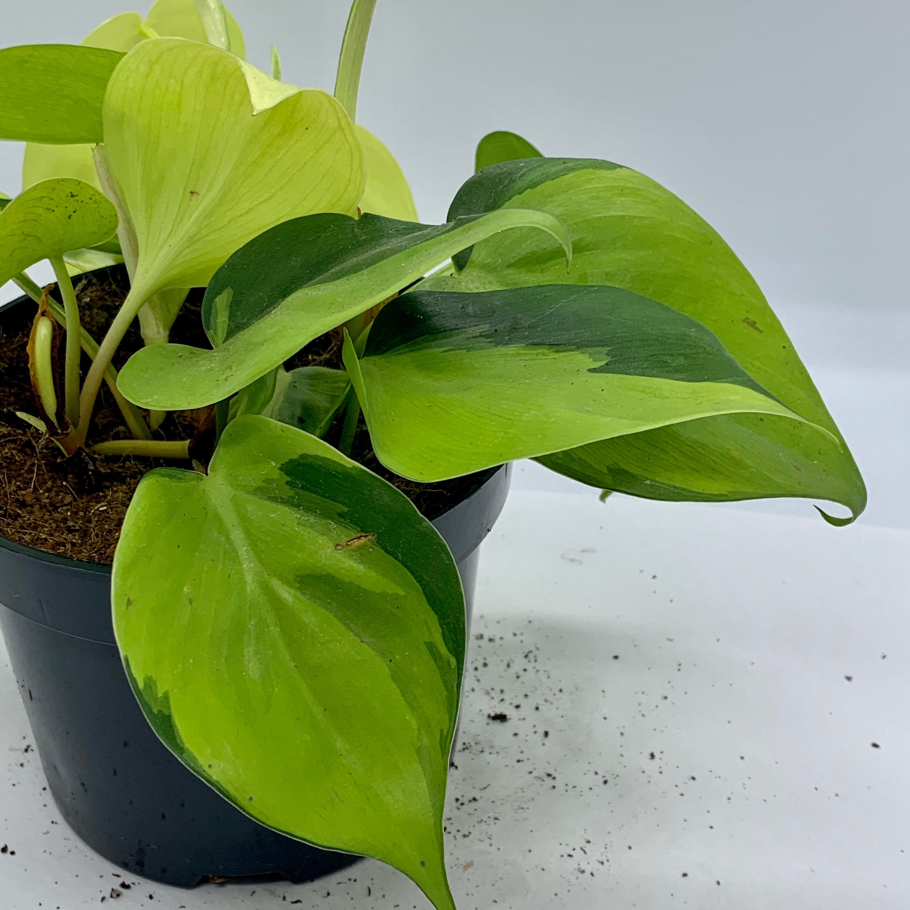 2 in 1 Pothos Philodendron hederaceum Brazil & Lemon Lime Etsy