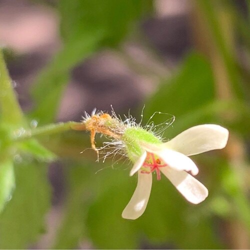 GERANIUM PUSILUM BLUE ORCHID CRANESBILL FLOWER SEEDS 60 GERANIUM PUSILUM BLUE ORCHID CRANESBILL FLOWER SEEDS 60