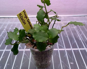 Rooted Hoya enduensis