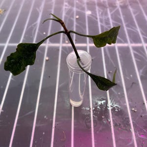May include: A small plant cutting with dark green leaves is suspended in a clear plastic tube. The leaves have a textured appearance. The tube is positioned on a white grid surface, with a pinkish hue in the background.