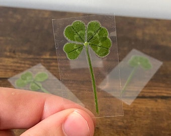 Real Four Leaf Clover - LAMINATED - 4 Leaf Clover - Lucky Charm - Scrap booking - Gift - Shamrock - Genuine