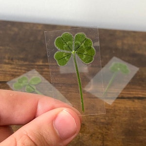 Real Four Leaf Clover - LAMINATED - 4 Leaf Clover - Lucky Charm - Scrap booking - Gift - Shamrock - Genuine