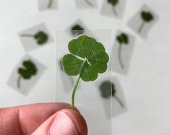 Real Five Leaf Clover - LAMINATED - 5 Leaf Clover - Lucky Charm - Scrap booking - Gift - Wallet Purse - Genuine