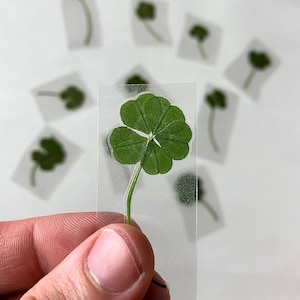 May include: A four-leaf clover pressed and preserved in a clear plastic sheet. The clover is green and has a single stem.