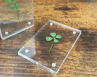 Genuine Preserved Four Leaf Clover Clear Acrylic Desktop REAL Four leaf clover Laminated Paper Weight - 4 Leaf Clover