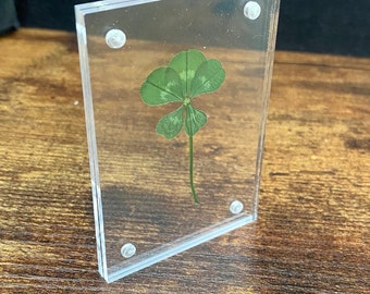 Genuine Preserved Five Leaf Clover Clear Acrylic Desktop REAL Four leaf clover Laminated Paper Weight - 5 Leaf Clover