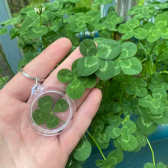 Real Genuine Four Leaf Clover Good Luck Charm Keychain - Etsy
