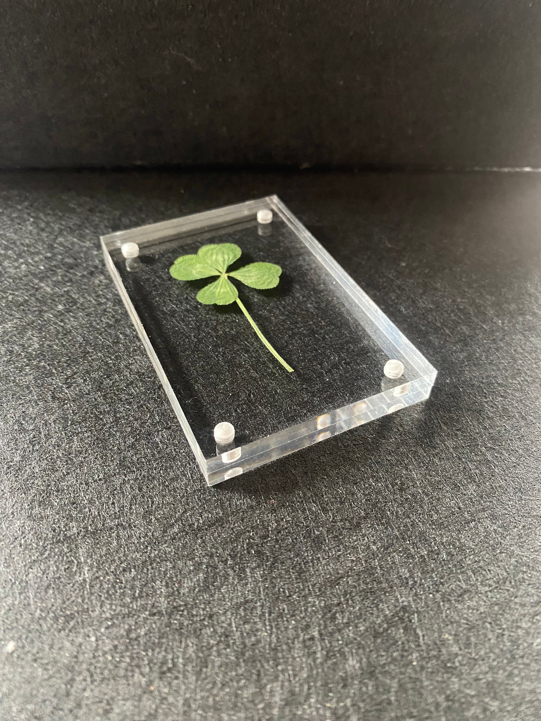 Genuine Preserved Four Leaf Clover Clear Acrylic Desktop REAL Four