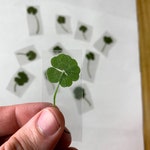 Clover Home Decor