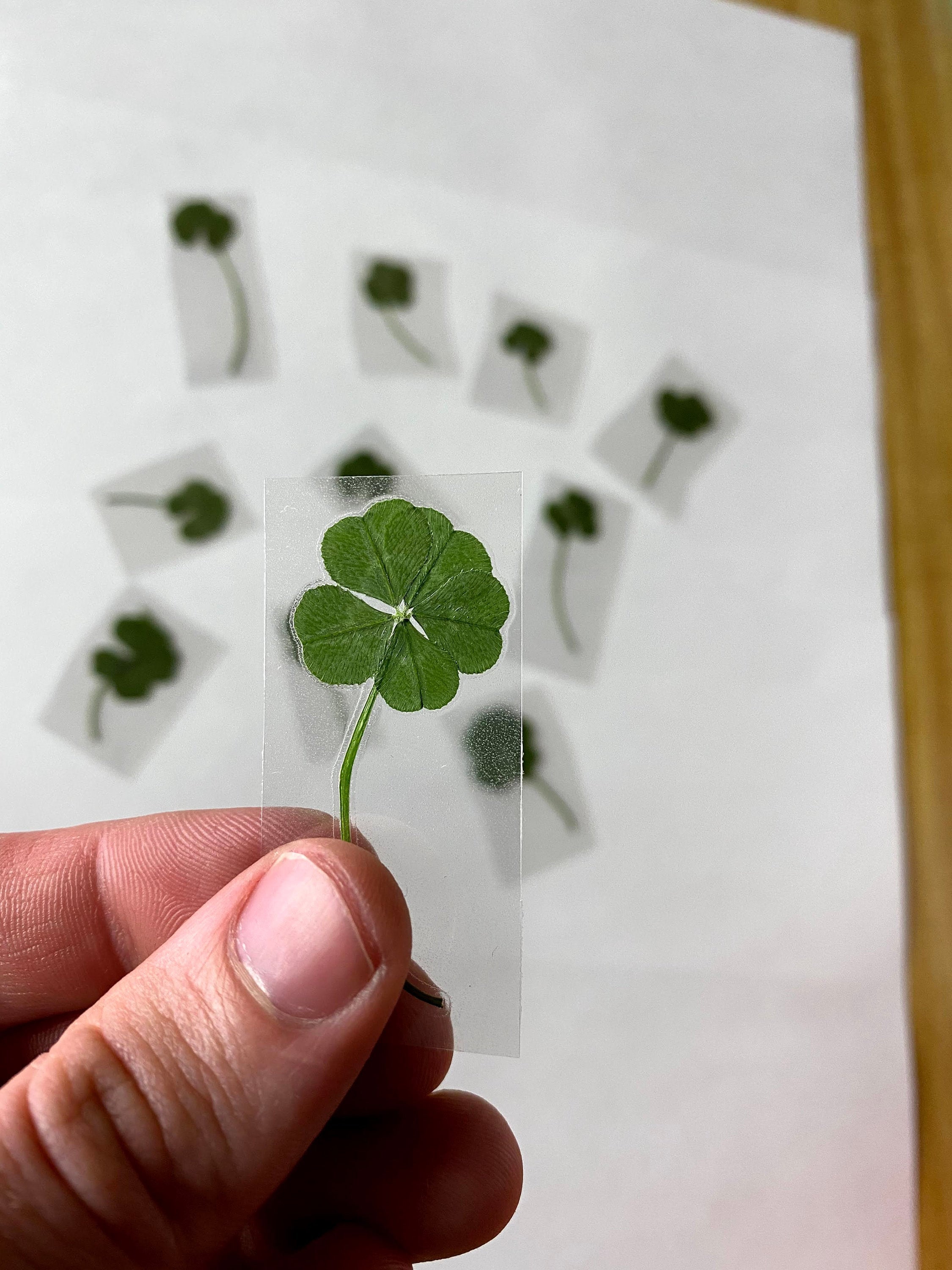 Real Five Leaf Clover LAMINATED 5 Leaf Clover Lucky Etsy