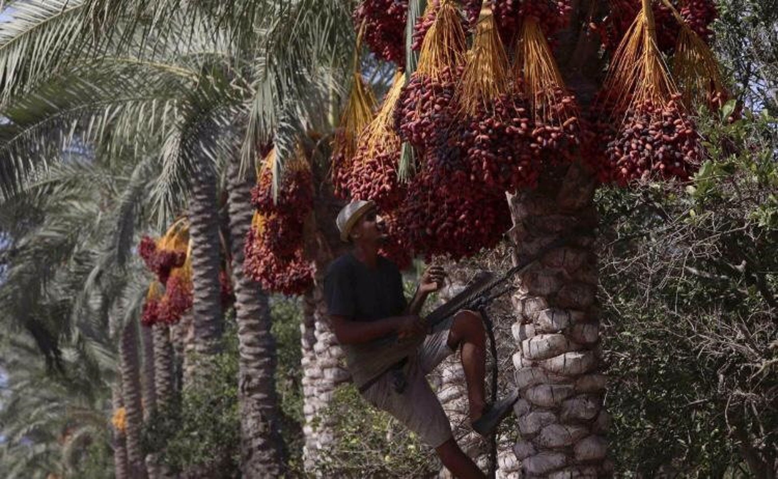 Fresh Ajwa Dates From Madina Palm Tree Farms Unique Superfood Etsy