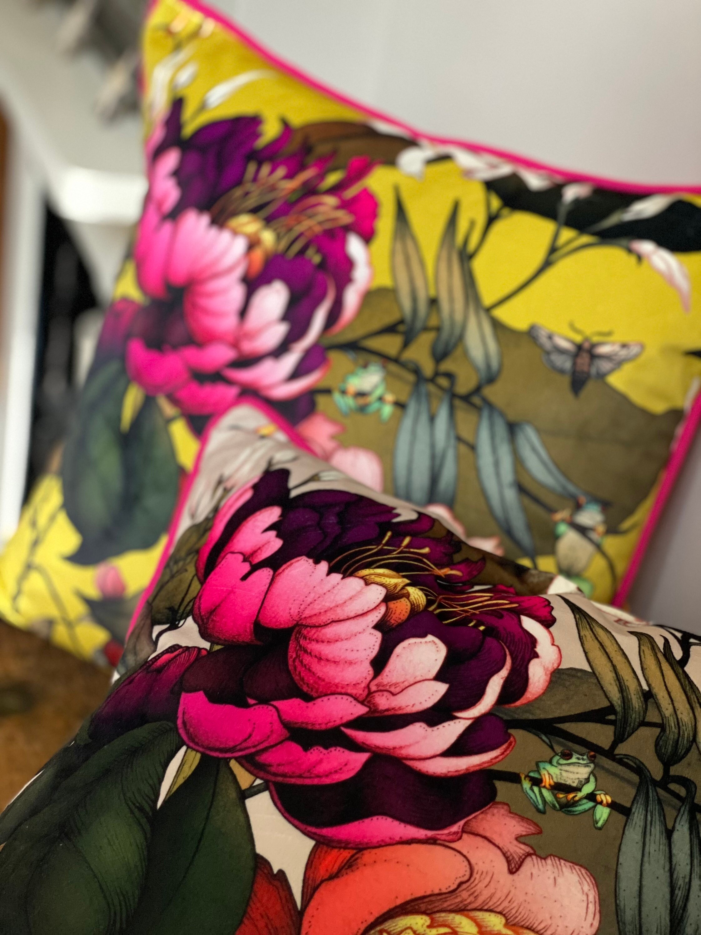 Cushion Cover Tree Frog