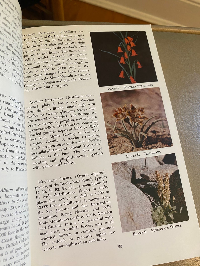 Vintage Wildflower Book California Mountain Wildflowers Etsy