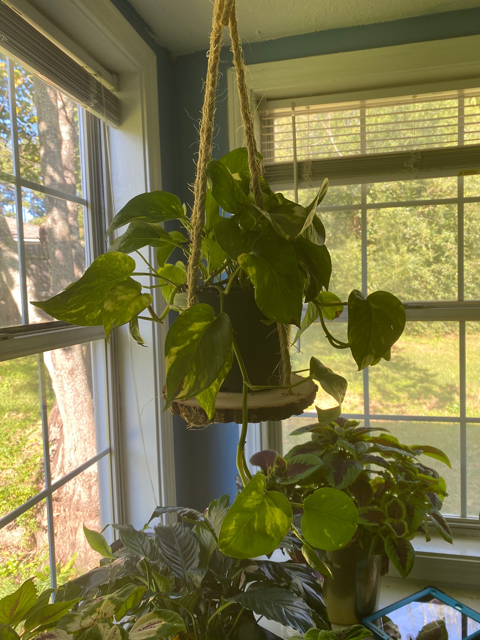 Hanging Plant Shelf Plant Hanger for High Ceiling Long Etsy