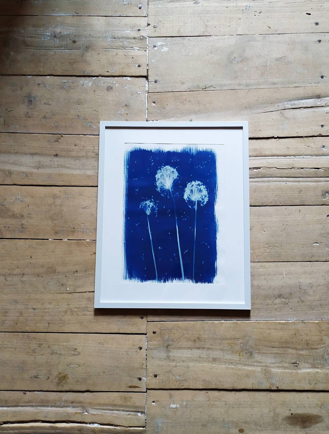 Cyanotype Feu d'artifice d'ail Sauvage