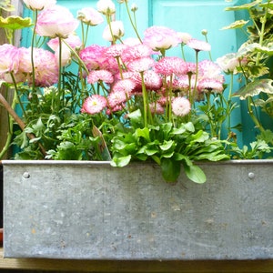 May include: A galvanised metal planter box filled with pink and white flowers. The planter is sitting on a wooden surface.