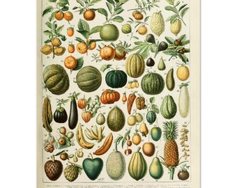Adolphe Millot Fruits II | Classic Matte Paper Poster | A4-A0 | Digital remastered and enhanced