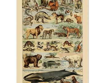 Adolphe Millot Mammiferes B | Classic Matte Paper Poster | A4-A0 Digitally remastered and enhanced