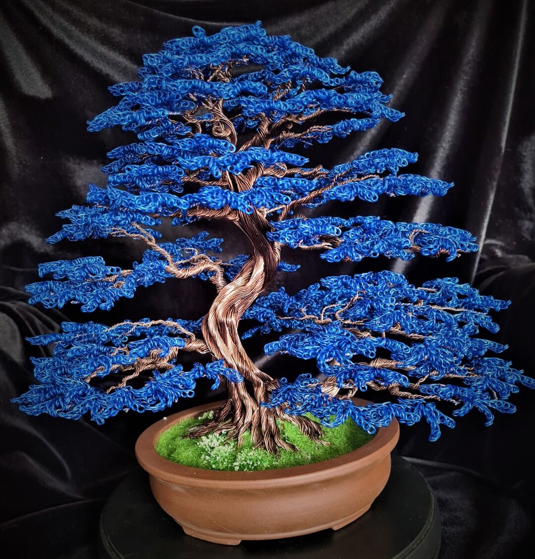 Decorative Bonsai Japanese Blue Maple Double Trunk/ Wire Tree Etsy
