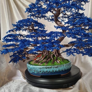 sukkulente bonsai Sedum furfuraceum