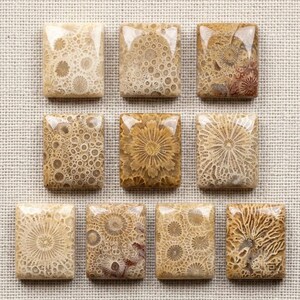 May include: Ten rectangular cabochons made of fossilised coral, arranged in a grid. Each piece displays unique, intricate natural patterns in shades of beige, tan, and brown, featuring circular and star-like structures characteristic of fossilised coral.
