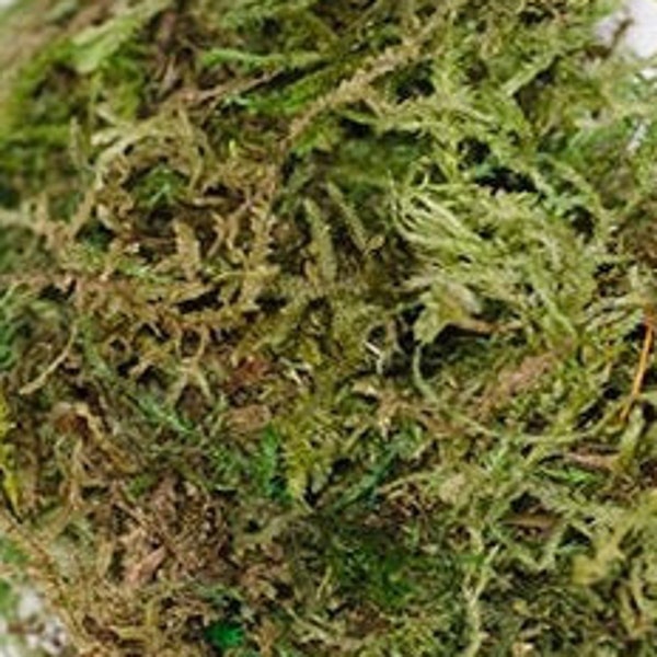 Preserved Mood Moss - Dark Green | Dried Preserved | Dark Green, Army Green, Grass Green