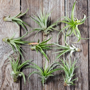 May include: Seven air plants of various sizes and shapes are arranged on a weathered wooden surface. The plants are green and have long, thin leaves.
