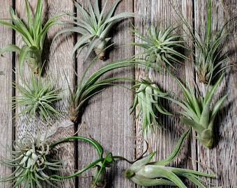 15 Piece Assorted Air Plant Variety Pack | Tillandsia Mix | Wholesale Bulk Quality | Minor Blemishes, Imperfections | Discounted Clearance